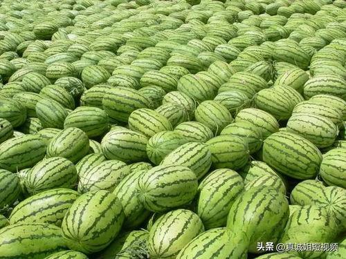 每日吃瓜大赛入口汇聚地,汇聚地揭秘，瓜界风云再起